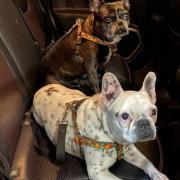 Saiba qual é a forma correta para transportar animais no carro ou no ônibus