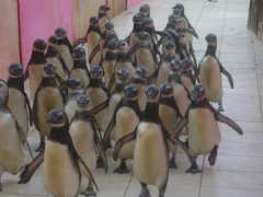 Pinguins