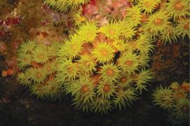 Coral-sol Foto: Ricardo Miranda