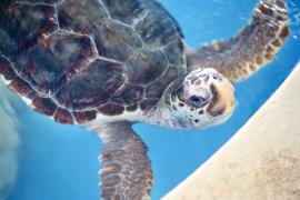 Iberomab dia 03 (108).jpg