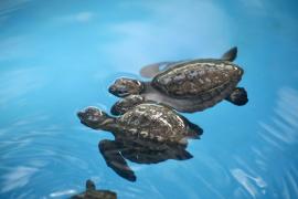 Iberomab dia 03 (114).jpg