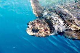 Iberomab dia 03 (89).jpg