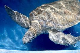 Iberomab dia 03 (93).jpg