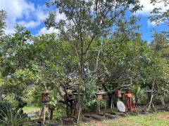 Área reflorestada pelas abelhas uruçu-nordestina.jpeg