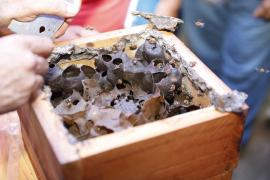 Matheus Lemos - abelhas uruçu-nordestina 3.jpeg