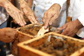 abelhas uruçu nordestina