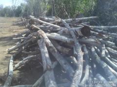 Operação Mata Branca - Utinga.jpeg