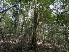 trilha na APA Joanes-Ipoitanga (10).jpeg