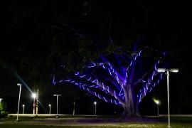 Natureza, lazer e conservação: Parque do Abaeté celebra o Natal com ornamentação sustentável