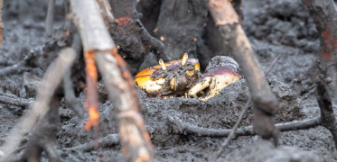 Caranguejo-uçá  (1).png