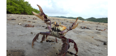 Caranguejo-uçá  (2).png