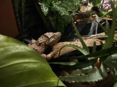 Projeto “Férias é no Zoo” oferece programação educativa e ambiental no fim das férias escolares