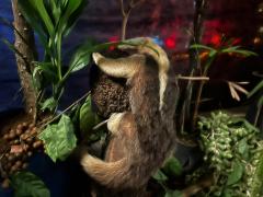 Projeto “Férias é no Zoo” oferece programação educativa e ambiental no fim das férias escolares