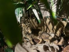 Projeto “Férias é no Zoo” oferece programação educativa e ambiental no fim das férias escolares