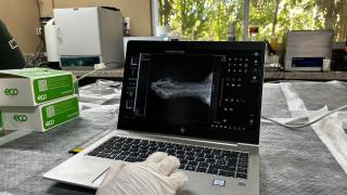 Jaguatirica resgatada com queimaduras de 3º grau passa por procedimento pré-soltura no Cetas de Pituaçu