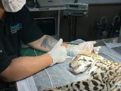 Jaguatirica resgatada com queimaduras de 3º grau passa por procedimento pré-soltura no Cetas de Pituaçu