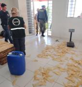 PF, Inema e IBAMA desarticulam ponto de beneficiamento ilegal de barbatanas de tubarão no norte da Bahia