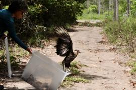 Soltura de animais (21).jpg