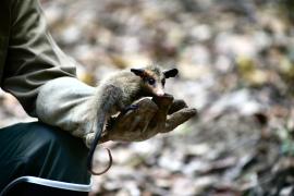 Soltura de animais (41).jpg