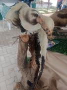 Coordenação de fauna leva estande de educação ambiental à 5º Desafio Arara de Lear em Euclides da Cunha