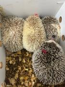 WhatsApp Image 2026-04-16 at 10.57.14.jpeg