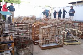 Inema integra fiscalização, conscientização e cuidado com animais silvestres na 53ª eta