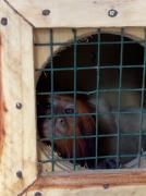 Zoo Bahia: mico-leão-baiano é transferido em ação integrada para conservação da espécie