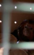 Zoo Bahia: mico-leão-baiano é transferido em ação integrada para conservação da espécie
