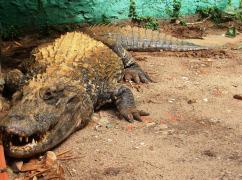 VLUU L100, M100  / Samsung L100, M100