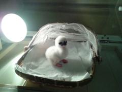 altArwVNljp1dpUCXv3E64q9bcXNWAlSiaeoN9ygS4swzxD