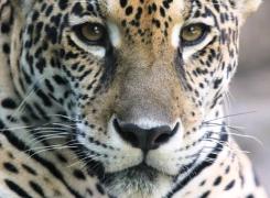 528213_446166382130216_1142175785_n