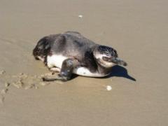 Divulgação - Pat Ecosmar