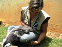 Banho de sol filhote de tamanduá bandeira