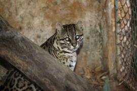 Passeio noturno no Zoológico de Salvador.Foto: Pedro Moraes/GOVBA