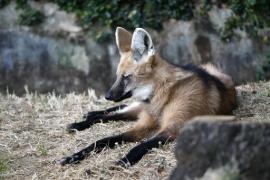 Passeio noturno no Zoológico de Salvador.Foto: Pedro Moraes/GOVBA