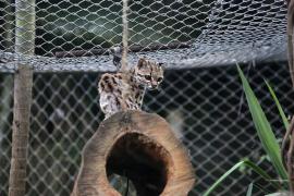 Passeio noturno no Zoológico de Salvador.Foto: Pedro Moraes/GOVBA