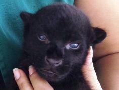 Onça Preta ZOO 2015