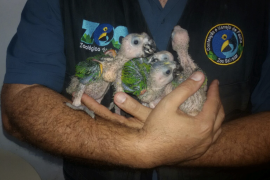 Zoo de SAlvador - Tecnica e ação em prol da conservação