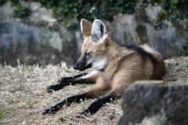 Passeio noturno no Zoológico de Salvador.Foto: Pedro Moraes/GOVBA