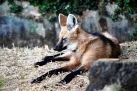 Passeio noturno no Zoológico de Salvador.Foto: Pedro Moraes/GOVBA