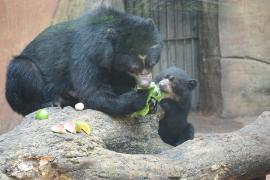 filhote-de-urso-de-oculos-zoo-ft-assis-cavalcante-123