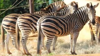 892972_442678862478968_1455902056_o