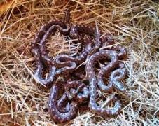 96ecc372-24b9-4453-a74b-f9cdb84a323f