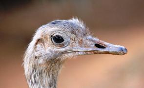 775092_412200125526842_779444129_o