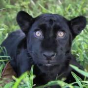 13346648_1202845846406706_9021763207843272380_n