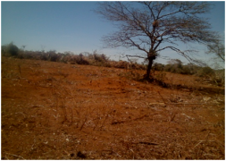 Supressão de vegetação sem autorização