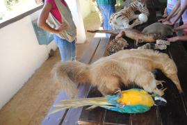 Aprendendo no Zoo_NACCI_Foto-Ascom-Inema