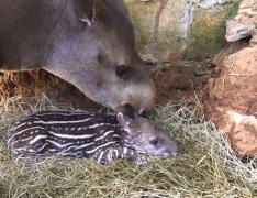 anta-zoo-divulgacao-e1492108853708-1030x794