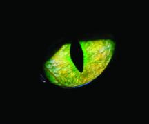 zoonoturno Final Linha 2_ANDRÉ