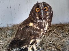 CORUJA MOCHO CORTADA